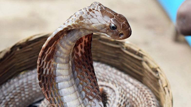 Uthra Murder Case: Live Snake Bites Woman's Dummy in Police's Crime Scene Reconstruction Video