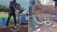 Video of 15-Feet Cobra Rescue in Tamil Nadu Goes Viral, Know How Long Can This Longest Venomous Snake Grow