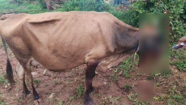 Cow Accidentally Eats Explosive-Laden Fodder Meant to Kill Wild Pigs at Farm in Karnataka's HD Kote, Succumbs to Injuries