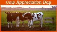 Cow Appreciation Day 2020: 10 Interesting Facts About The Farm Animal That Are A-MOO-SING!