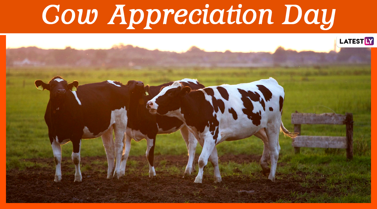Cow Appreciation Day 2020: 10 Interesting Facts About The Farm Animal