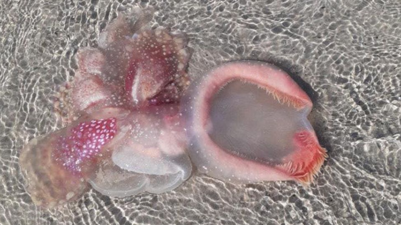 Mysterious Alien Creature Washes Up on Queensland Beach in Australia and Nobody Knows What It Is (View Creepy Pics)