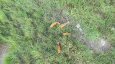 Herd of Deer Grazing in Wild Between Jhilmil Jheel & Haiderpur in Uttar Pradesh Being Monitored on Drone Shows an Incredible View (Watch Video)