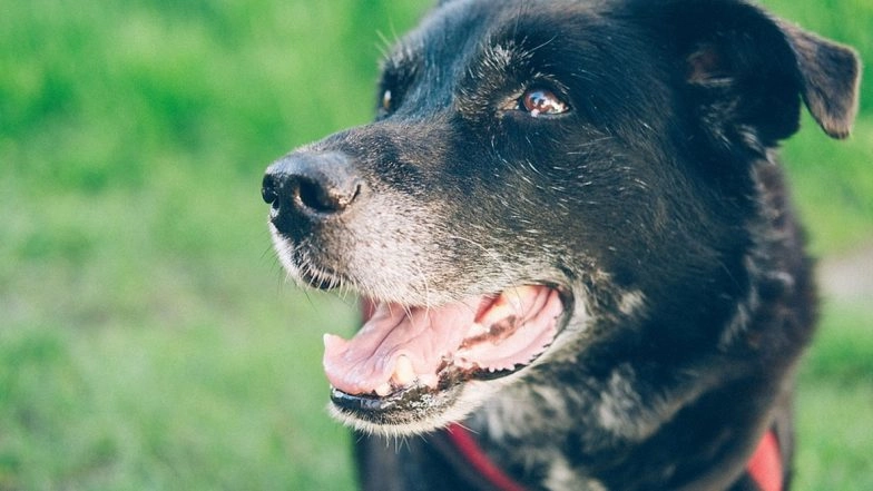 Uttar Pradesh Shocker: 20 Dogs Found Poisoned in Mahoba