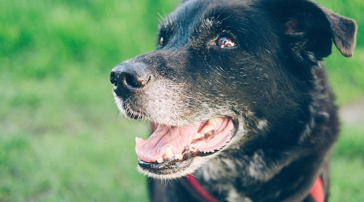 The 1:7 Ratio of Calculating Dog's Age May Not be So Accurate, Scientists Give a New Formula