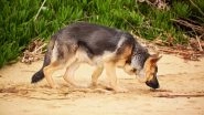 Dogs Can Sniff Out Coronavirus, German Study Finds Trained Canines Can Identify People With COVID-19 Infections With Their Sense of Smell