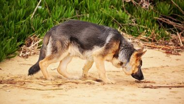 Dogs Can Sniff Out Coronavirus, German Study Finds Trained Canines Can Identify People With COVID-19 Infections With Their Sense of Smell
