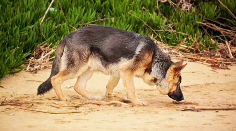Trained Dogs Can Sniff Out Coronavirus, Finds New Study