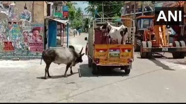 Tamil Nadu: Bull Chases Down Vehicle Carrying His Beloved Cow, Both Reunited After Video of Their Affection Goes Viral (View Pics)