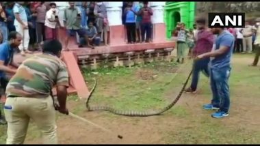 Odisha: 10-Feet Long King Cobra Rescued in Ganjam