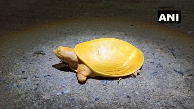 Rare Yellow Turtle Rescued in Odisha's Balasore District, Pictures Go Viral