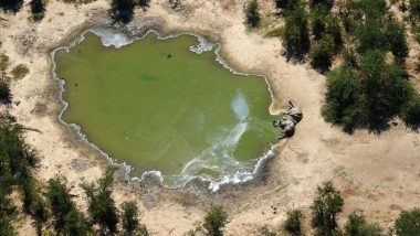 Mas Elephants Deaths in Botswana: Mystery Surrounds on 'Unprecedented' Deaths of Over 350 Elephants in Past 2 Months in Okavango Delta