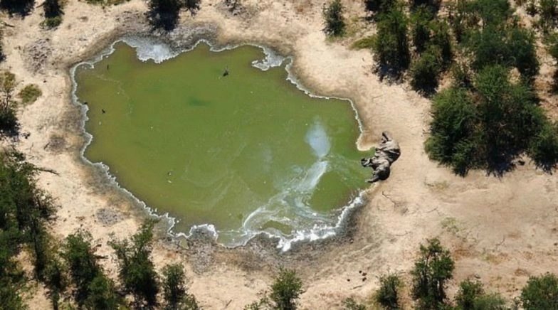 Hundreds of Elephants Found Dead in Botswana
