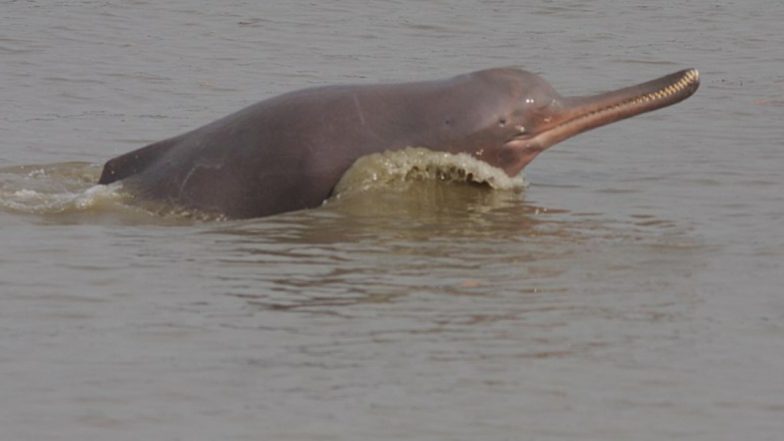 Endangered Ganges River Dolphin Accidentally Caught In Man's Fishing Net in Bihar's Purnia District, Released Back Into Water (See Pictures)