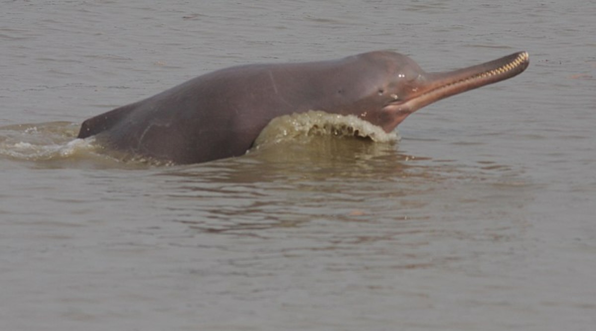 West Bengal: Dolphin dies after being trapped in fishing net for