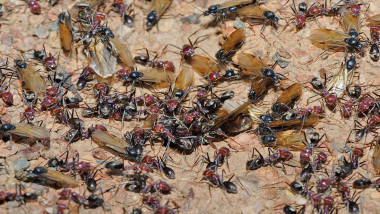 Murder Hornets, Locusts and Now Flying Ants! Giant Swarms of Mating Insects Over UK Seen From Space