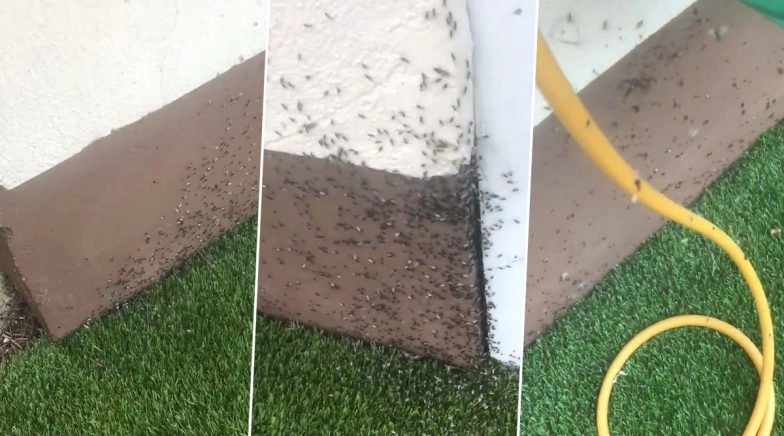 'Millions' of Flying Ants Crawl Over a House in Dublin, Creepy Critter Footage Goes Viral
