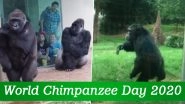 World Chimpanzee Day 2020: Cute Videos of Chimps Showing Their Funny And Playful Nature, So Human-Like!