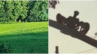 Woman Captures Gargoyle-Like Creature Following Deer in Minnesota, Other Times When These Strange Creatures Have Been Caught on Camera (Watch Videos)