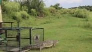Crocodile Rescued From Toilet of House in Uttar Pradesh&rsquo;s Firozabad (Watch Video)