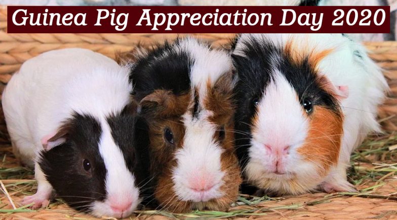 Guinea Pig Appreciation Day 2020: Interesting Facts About This Pocket