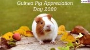 Guinea Pig Appreciation Day 2020 Date And Significance: Know History of the Day That Celebrates the Cute Little Beings