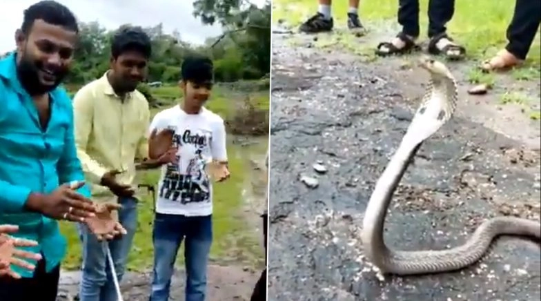 Nag Panchami Special: Group of Boys Sing 'Happy Birthday' Song to a Cobra Snake, Funny Video