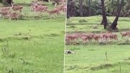 Herd of Deer Spotted Playing Near Mumbai's Mithi River is Another Beautiful Example of Animals Reclaiming The World During Lockdown (Watch Viral Video)