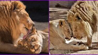 Hubert and Kalisa, 21-Year-Old African Lion Couple of LA Zoo Euthanized Due to Age-Related Illnesses, Check Old Pics of The Power Couple That Shows Their Forever Love