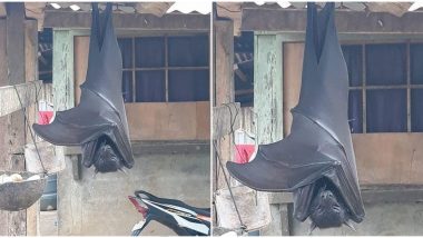 Viral Pic of Giant 'Human-Sized' Bats From Philippines Is NOT Fake But It's Trick Photography That Makes Giant Golden-Crowned Flying Fox Look So BIG!