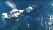 Humpback Whale Mother Protects Calf From Pod of Killer Whales Off Coast of Western Australia, Rare Occurrence Captured on Drone (Watch Video)