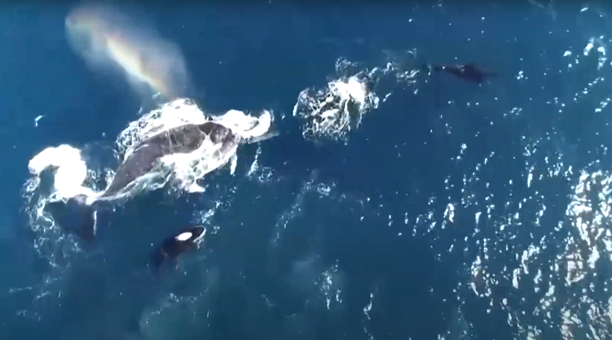 Viral News | Humpback Whale Protects Calf From Pod of Killer Off Coast