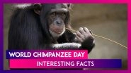 World Chimpanzee Day 2020: Interesting Facts About The Chimps To Celebrate The Magnificent Species