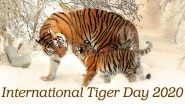 International Tiger Day 2020 Date And Significance: Know History of the Observance That Encourages Tiger Conservation