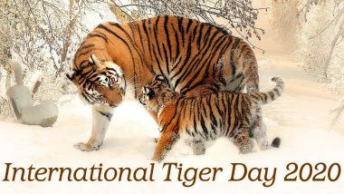 International Tiger Day 2020 Date And Significance: Know History of the Observance That Encourages Tiger Conservation