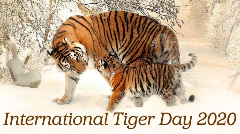 International Tiger Day 2020: Significance of the Observance That Promotes Conservation of Tigers