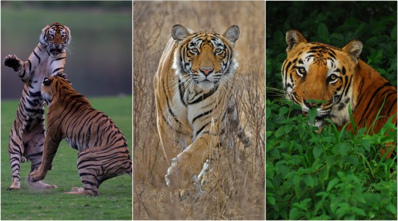 International Tiger Day 2020 HD Photos: Here Are 10 Interesting Facts ...