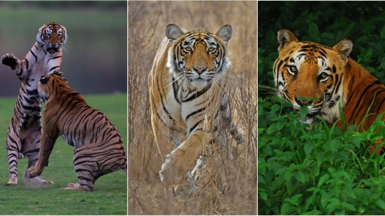 International Tiger Day 2020 HD Photos: Here Are 10 Interesting Facts Listed by National Geographic to Spread the Roar of the Big Wild Cat!