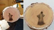 Jesus Christ Image Found Inside Cut Tree Branch in Brazil Goes Viral, Biologist Believes It&rsquo;s 'Incorrect Perception of Stimulus' (See Pictures)