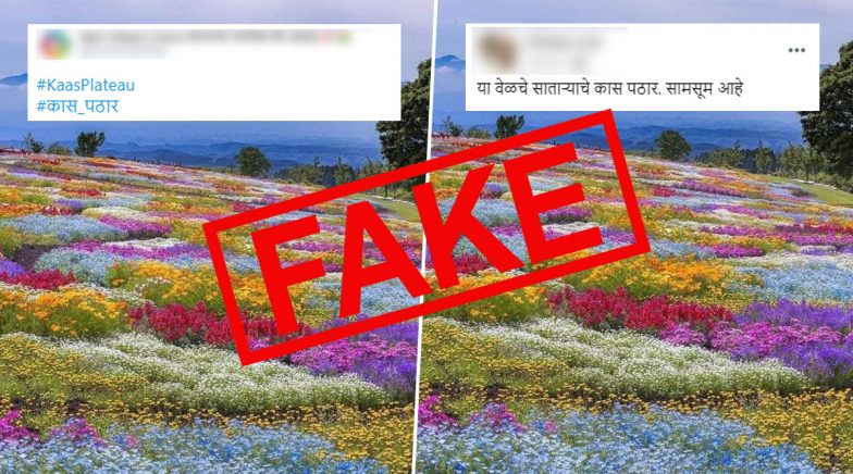 Picture of Kaas Pathar in Full Bloom With No Tourist Intervention is FAKE! Know Truth 