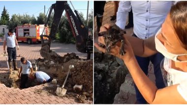 Humanity Prevails! Kitten Falls in Drainage Pipe in Turkey, Rescued by Excavating Road and Operation Lasting 8 Hours (Watch Heartwarming Video)