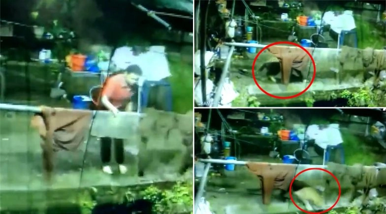 Leopard Enters House in Uttarakhand And Takes Away Their Family Dog, Video Captured on CCTV Camera