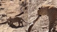 After Tiger vs Python, Video of Leopard Attacking The Dangerous Snake in Kruger National Park Shared Online; Can Pythons Kill Wild Cats?