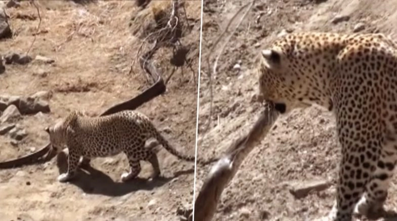 After Tiger vs Python, Video of Leopard Attacking The Dangerous Snake ...