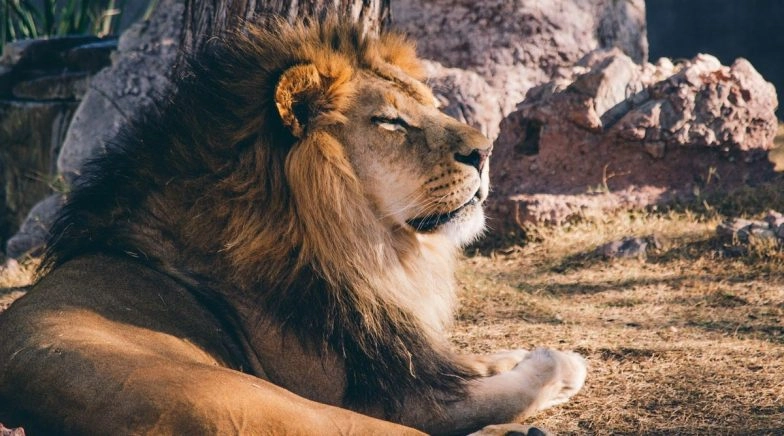World Lion Day 2020: Videos of the Mighty Animal That Went Viral In The Past