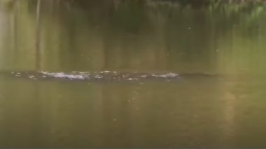 'Loch Ness' in China? Mystery Creature Spotted in Luoyang Lake Sparks Speculations About Monster Being Similar to Nessie (Watch Video)