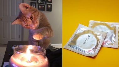Cat Gets Woman Pregnant? Man Blames His Ginger Tom For Wife's Pregnancy, Reddit Post About 'Evil Genius' Pet That Poked Holes in Condoms Goes Viral