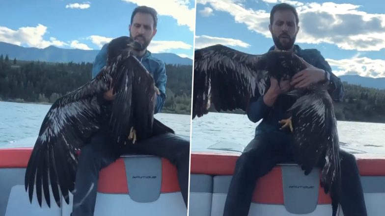Man Saves Baby Eagle From Drowning in Lake at British Columbia's Invermere Region (Watch Viral Rescue Video)