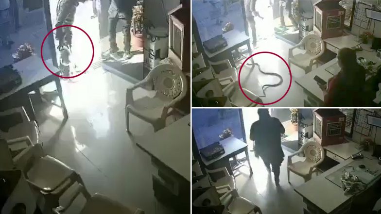Shocking! Man Purposely Throws Huge Snake at Mumbai Petrol Pump Owner’s Cabin For Refusing Fuel in Bottle (Watch CCTV Video)