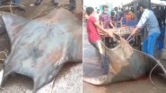 Rare 800 Kg Fish 'Chilshankar' Caught in West Bengal's Digha Coast is Manta Ray, an Endangered Species, Claim Netizens! (View Pics)